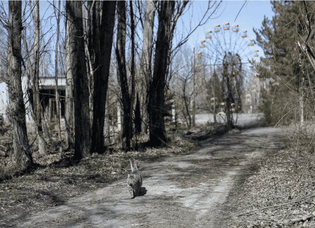 A cat near the amusement park by Pripyat